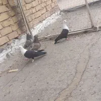 کبوترفروشی