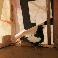 کلاغ سیاه یه کت سفید|پرنده|شاندیز, |دیوار