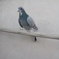 کبوتر دمگیر