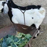 بز اسراییلی دو قلوزا