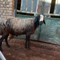 قوچ اصل شال|حیوانات مزرعه|ضیاء آباد, |دیوار