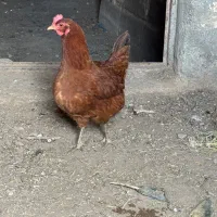 مرغ و خروس
