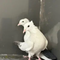 دم سیاه|پرنده|سراوان, |دیوار