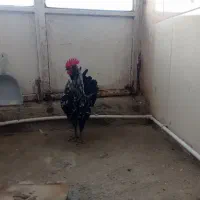 خروس گلین|حیوانات مزرعه|شیروان (خراسان), |دیوار