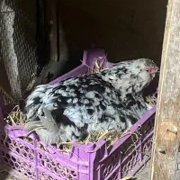 جوجه ۳۰ روز گلین لری