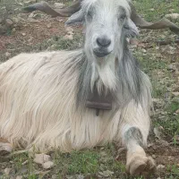 دوبر‌جلو‌رو‌3سال‌خوشتیپ