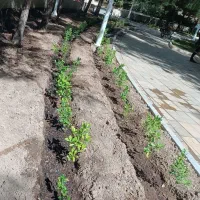 خدمات باغبانی،کشاورزی،فضای سبز|خدمات باغبانی و درختکاری|قم, انسجام|دیوار