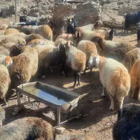 فروش دام زنده میش وشیشک بزوتی بزچاق فلک الدین|حیوانات مزرعه|خرم‌آباد, |دیوار