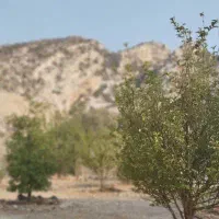 باغ لاور ده