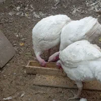 بوقلمون ماده نژاد دار|حیوانات مزرعه|تهران, شادآباد|دیوار