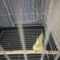 عروس هلندی لوتینو زعفرونی