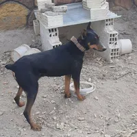 سگ دوبرمن اصیل ماده