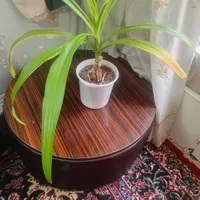 سلام مبل شش نفر راحتی  با یک میز گرد بزرگ|مبلمان خانگی و میز عسلی|اصفهان, خانه اصفهان|دیوار