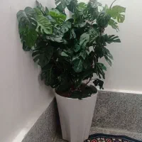 درختچه های زیبا|گل مصنوعی|بروجرد, |دیوار