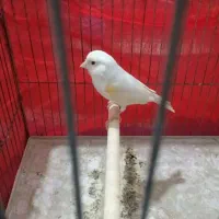 هفتا قناری نر و ماده