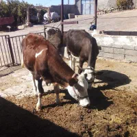 گوساله ماده