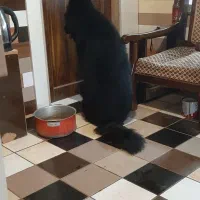 فروش یه قلاده ژرمن بلک اصیل|سگ|بابل, |دیوار