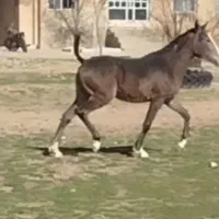 کره مادیان