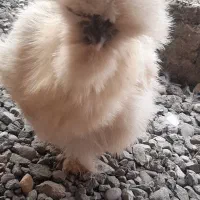 یک جفت مرغ و خروس ابریشمی و دو عدد نیمچه ابریشمی