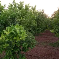 باغچه-1100-متر-برقدار-دزفول-شهر-منتظران-شرایطی