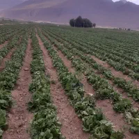 کلم بروکلی،گل کلم،کاهو پیچ(آیس برگ)صادراتی و داخلی|خوردنی و آشامیدنی|کرج, شهرک صنعتی بهارستان|دیوار