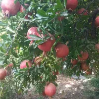فروش انار به درخت|حیوانات مزرعه|اردستان, |دیوار