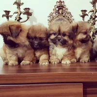 واگذاری رایگان ۱۰عدد سگ شیتزو  نروماده ۲ماه