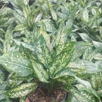 آگلونما برفی سه بوته|گل و گیاه طبیعی|قائم‌شهر, |دیوار