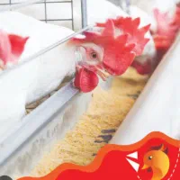 فروش مستقیم محصولات زنجیره تولید مرغ