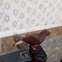 دوسفید ماده