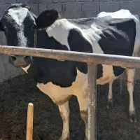 گاو ماده
