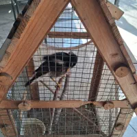 مینا تازه بالغ شده با قفس|پرنده|چهاردانگه (تهران), |دیوار