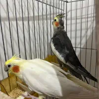 جفت عروس هلندی