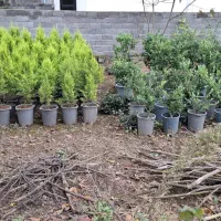 کاج لاوسون طلایی|گل و گیاه طبیعی|کلاچای, |دیوار