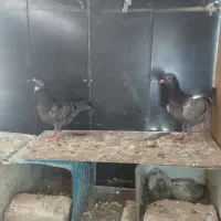 جوجه پلاکی