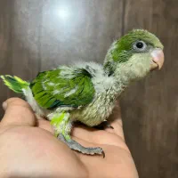 راهب|پرنده|ساری, |دیوار