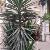 درختچه یوگا زیباوبلند|گل و گیاه طبیعی|پرهسر, |دیوار