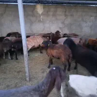 کارگر اشنا به دامداری