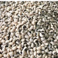 لوبیا چشم بلبلی