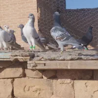 کبوترپرشی|پرنده|سبزوار, قاضی زاد|دیوار