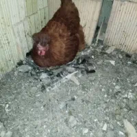 مرغ خانگی تخم گذار