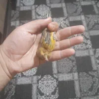 قناری  اگات