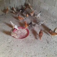 فروش ۲۰ عدد جوجه محلی سه ماهه