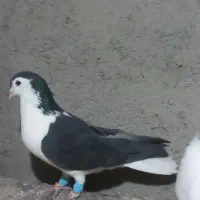 چند عدد کفتر رنگ همه نر فقط ساده سبز کاکلی ماده|پرنده|تربت‌حیدریه, فردوسی جنوبی|دیوار