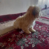 فروش سگ آپارتمانی بسیار آرام وشیرین|سگ|سبزوار, امام خمینی (ناوی)|دیوار