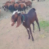 نر بز دودندون|حیوانات مزرعه|تربت‌حیدریه, حسنی بالا|دیوار