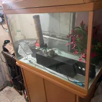 فروش آکواریوم کامل با میز و لوازم|ماهی|رشت, حمیدیان|دیوار