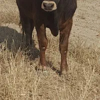 گاو نر گوشتی|حیوانات مزرعه|خواجه, |دیوار