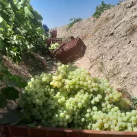 انگور سیاه برا دوشاب
