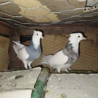 طوقی|پرنده|جیرفت, |دیوار